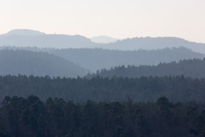 Wald_Dunstverlauf01