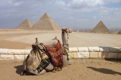 Kamel vor den Pyramiden von Gizeh