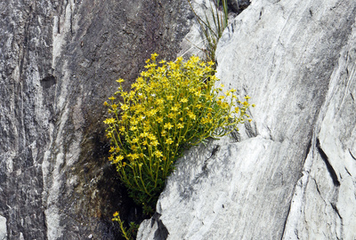 Blüten im Fels