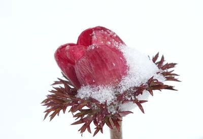 anemone im schnee