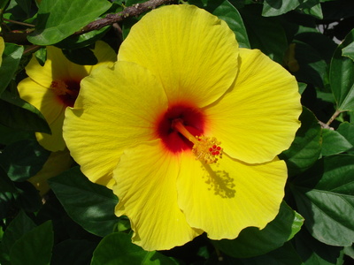 Hibiscus