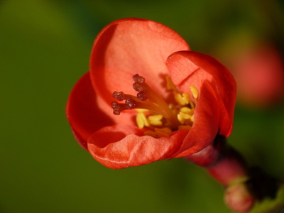 Blüte im Abendlicht