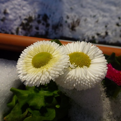 Gefüllte weiße Gänseblümchen