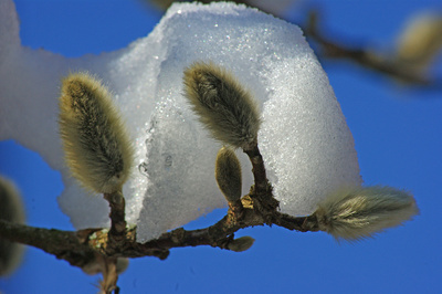 Schneehäubchen (1) Schneehäubchen (1)