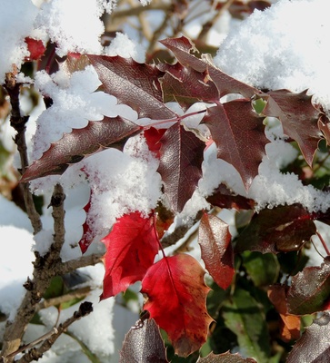 Farben im Schnee