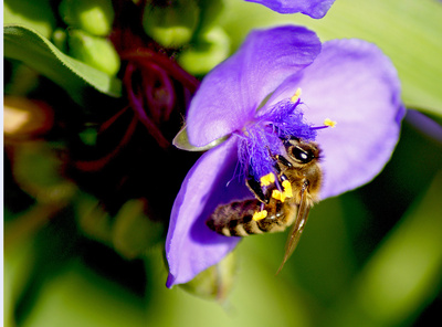 Biene auf Dreimasterblume Biene auf Dreimasterblume