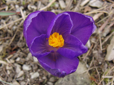 Violetter Frühlingsgruß