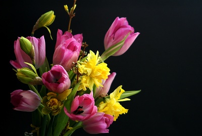 tulpen und narzissen