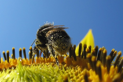 Fleißige Hummel