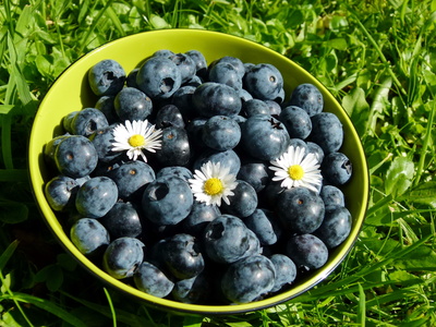 Heidelbeeren