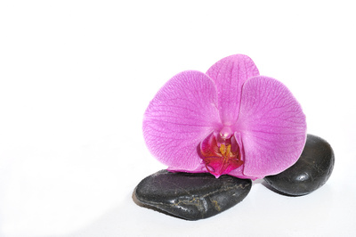 Orchidee mit Steinen