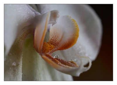 Das Herz der Orchidee