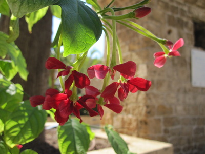 Blüten in Israel