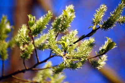 Knospen im Frühling