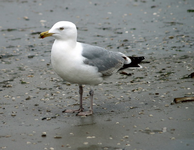 Möwe am Strand