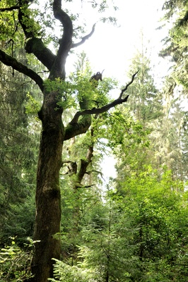 Waldlichtung