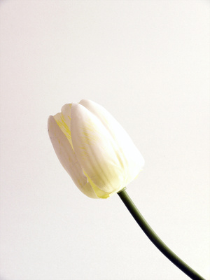 Tulpe weiss (Künstlich) ...