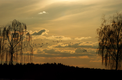 Flug der Gänse Flug der Gänse