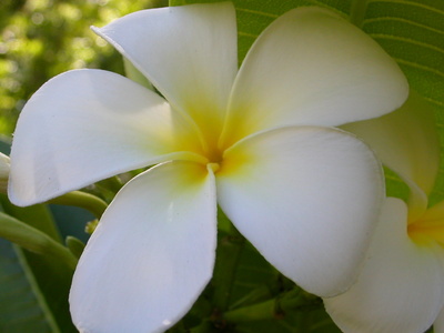Exotische weiße Blume