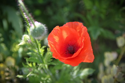 Klatschmohn