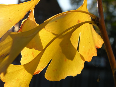 Goldene Gingko Blätter