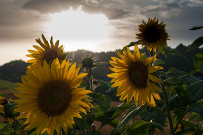 Sonnenblumen in der Abenddämmerung