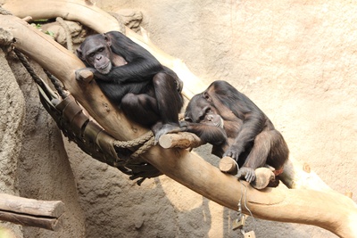 Schimpansen beim Schlafen
