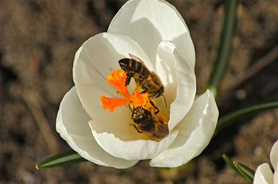 Frühling kommt doch Frühling kommt doch