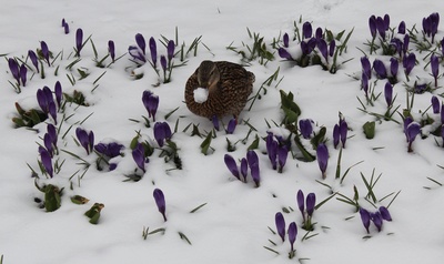 Futtersuche im Schnee