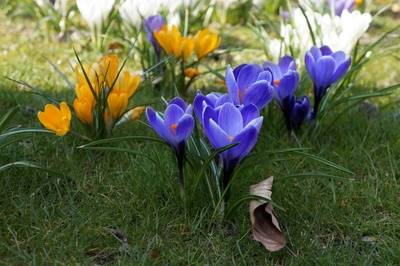 Blau-Gelb Frühjahr