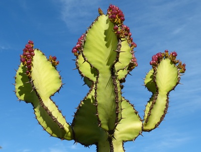Kaktus vorHimmel