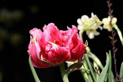 tulpe im gegenlicht
