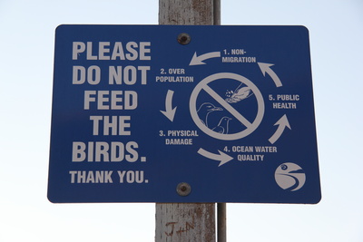 Nicht die Vögel füttern