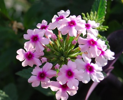 Verbena Pink