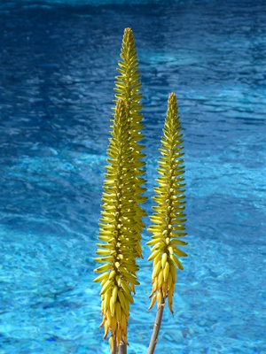 Aloe vera vor blauem Wasser