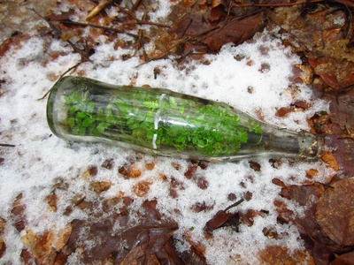 Farne in der Colaflasche im Schnee
