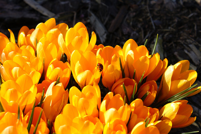 Frühling in orange Frühling in orange