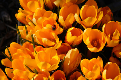Frühling in orange (1) Frühling in orange (1)