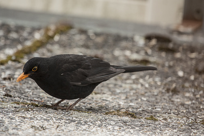 Amsel