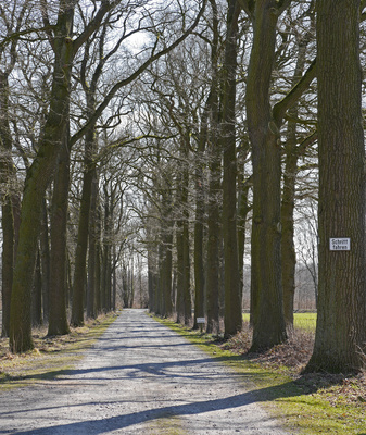 Alte Allee