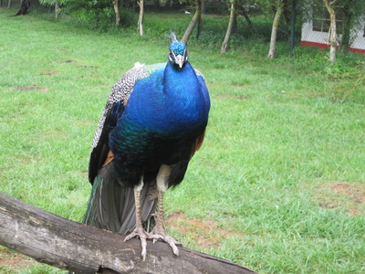 Stolzer Pfau