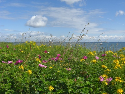 Blüte am Ostseestrand