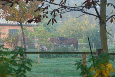 Pferde im Herbst