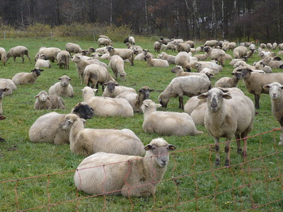 Schafe  im Sauerland