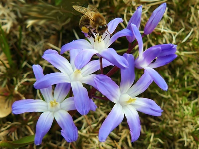 Sternhyazinthen mit Biene