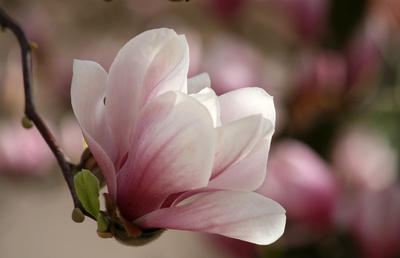 magnolie..königin der blütengehölze