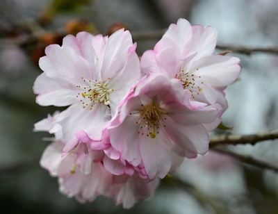 A Bunch of Flowers