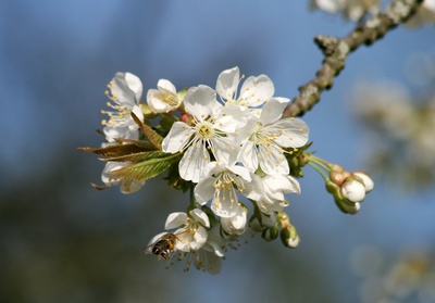 kirschbaumblüte