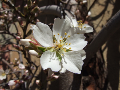 Endlich Frühling - Mandelbaumblüte