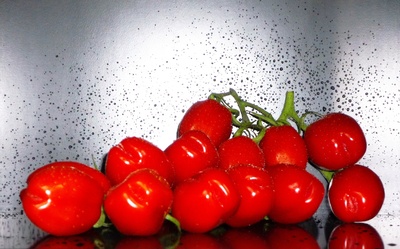 Mini-Dattelstrauch-Tomaten